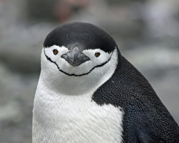 3444822-Chinstrap-Penguin-0