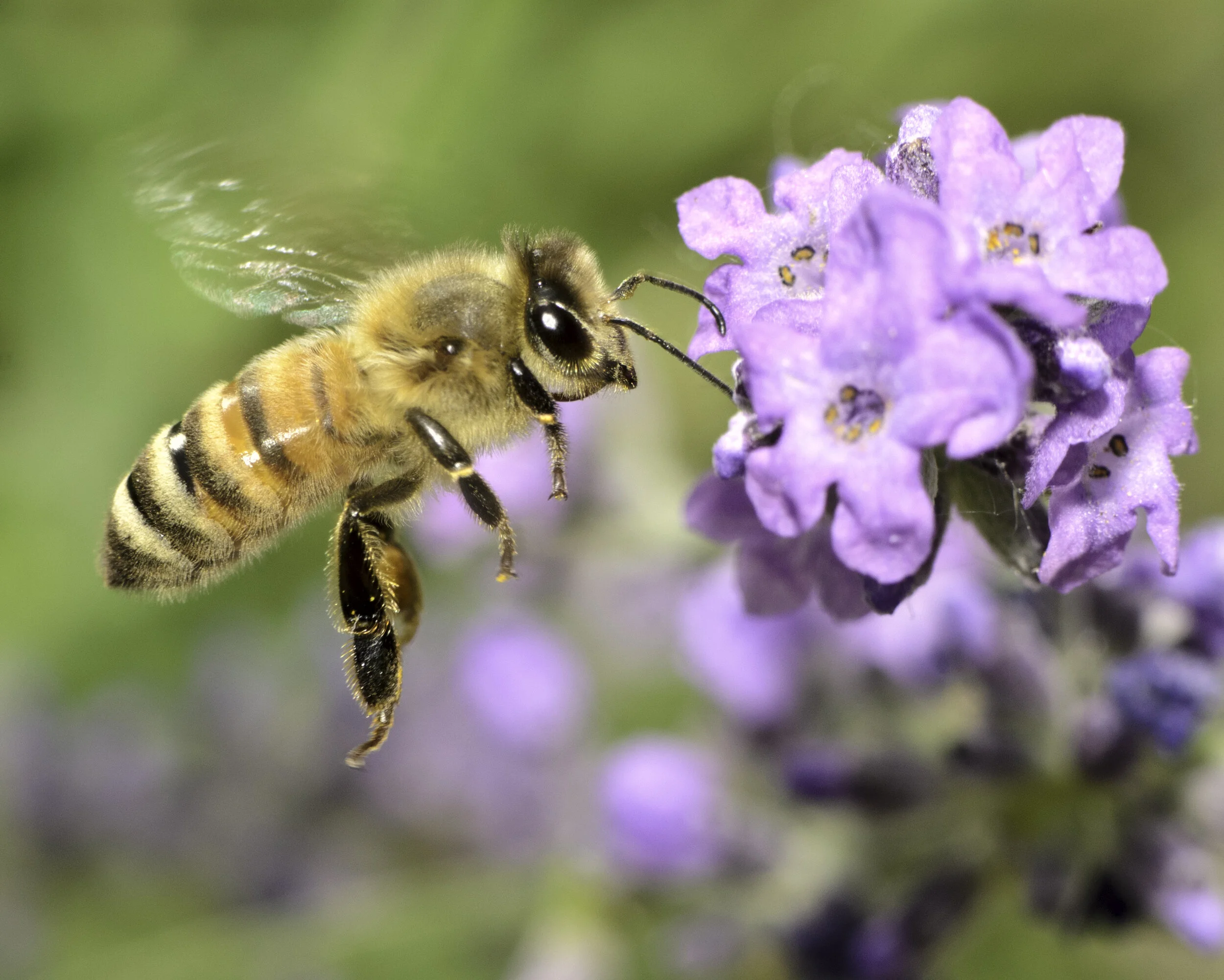 honey bee on flower